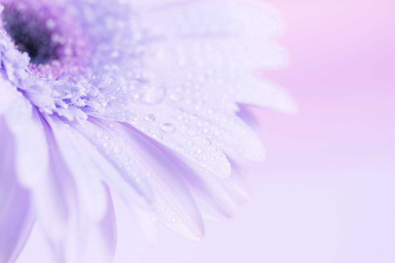 紫色の花と朝露の画像